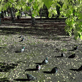 ����� ���� ��������. �����