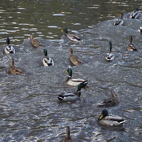 ����. ���� ��������. ������ ���������