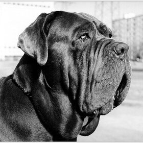 ����� ���� ��������. ������� �����������