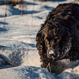 ����. ��������. �����