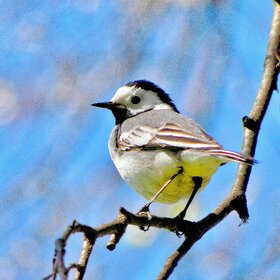 ����. ���� ��������. �����