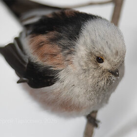 ������������� ������� (���������)