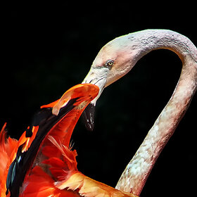 ����. ���� ��������. ������