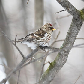 ����. �� �������. �������