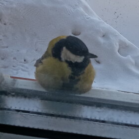 ���� ��������. �������