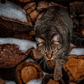 ����. ���� ��������. �����