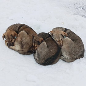 ����. ���� ��������. ������ - ������