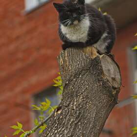 ����. ���� ��������. �������� ��������