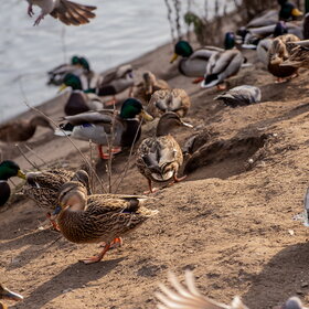 ����� ���� ��������. �����