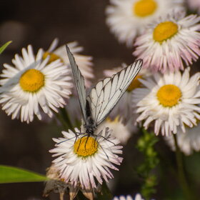 ����. ���� ��������. �������