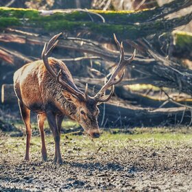 ����� ���� ��������. ����������� ������� � ����