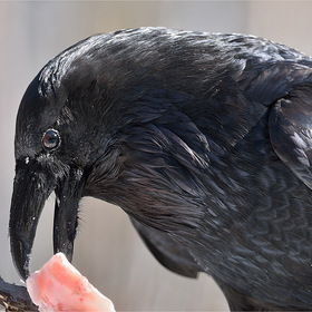  (Corvus corax).