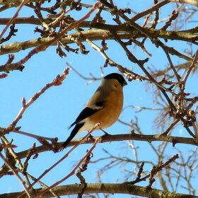 ����. ��������. �������