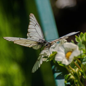 ����� ���� ��������. �������