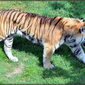 Тигр на прогулке