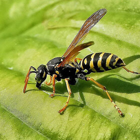 ���� ��������. � ������ ������