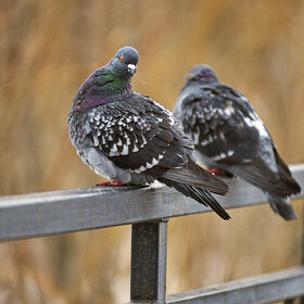 �� ��������