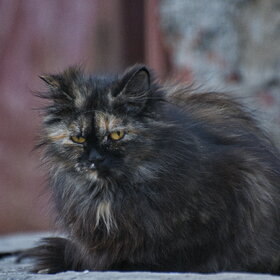 ����. ���� ��������. �������� ��������