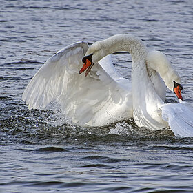 ����� ���� ��������. ������� �������