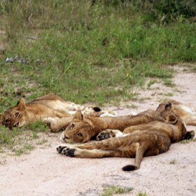 ���� ��������. �����, ������ ����� � �������.