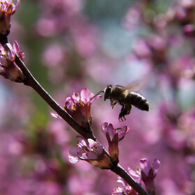 ����. ���� ��������. �������