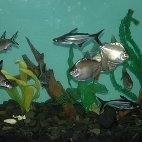 ����. ���� ��������. �������