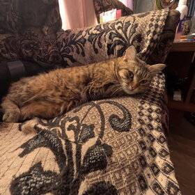 ����. �������� ��������. ����