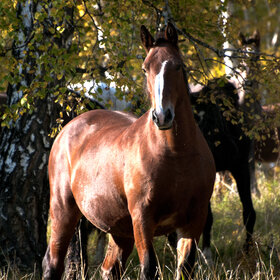 �������� ��������