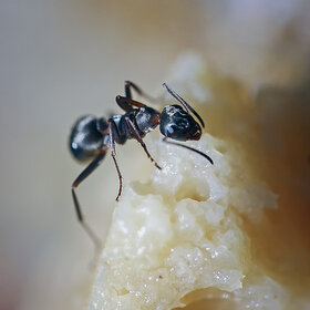 ����. ���������. �� ������