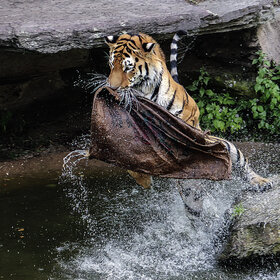 ����. ʸ���. ****