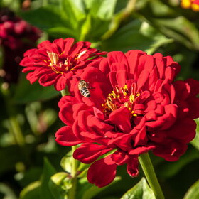 ����� ���� ��������. �������