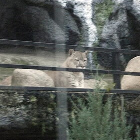 ����. ���� ��������. ����� �� �������