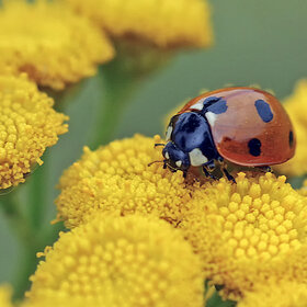 ����. ���� ��������. *******