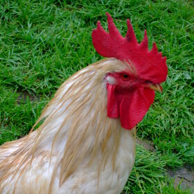 ����. ���� ��������. �����