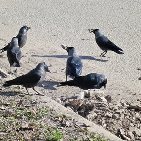 ����. ���������. �����.