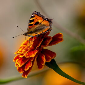 ����. ���� ��������. �������