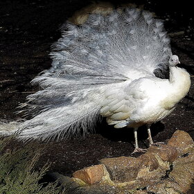 ����� ���� ��������. ������������� �����������