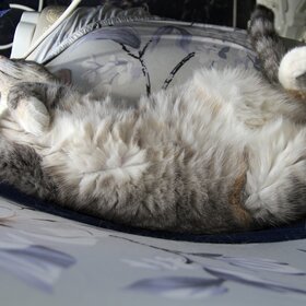 ����. �������� �������. ���� ������� �������, ���� ����...