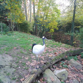 ����. ���� ��������. ���������