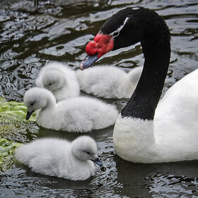 ���� ��������. ��������� ��������� �������