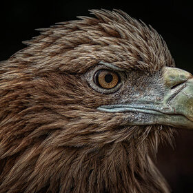 ����. �������. *