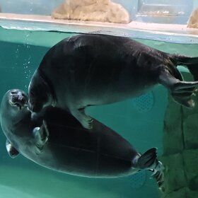 ����� ���� ��������. ����������� �����