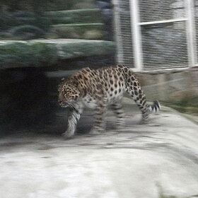 ����. �������. ������������� �������