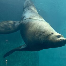 ����. ��������. �����