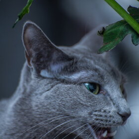 ����. ���� ��������. �������� ��������