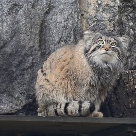 ����. ���� ��������. ����� ������