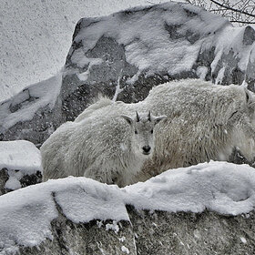 ����. ���� ��������. ���������� ������