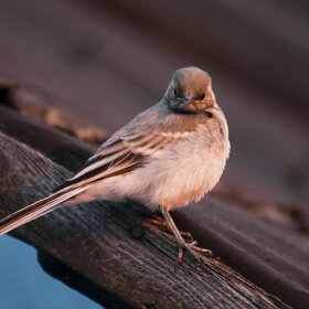 ����. ���� ��������. �����