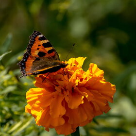 �������