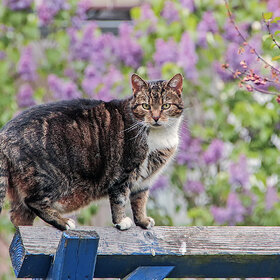 ����. ���������. ******